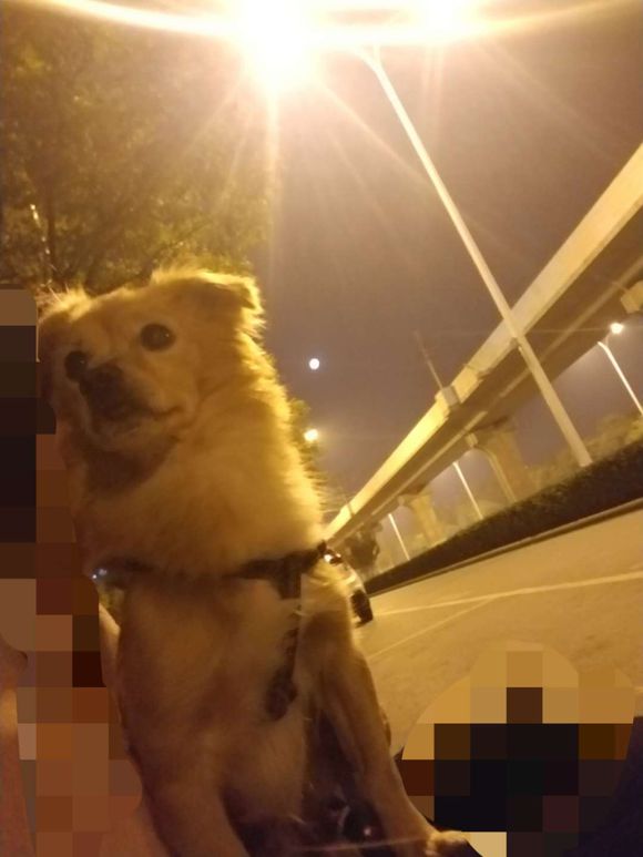 捡回来的流浪狗生病了,宠物医院说是我家狗狗得了胰腺炎