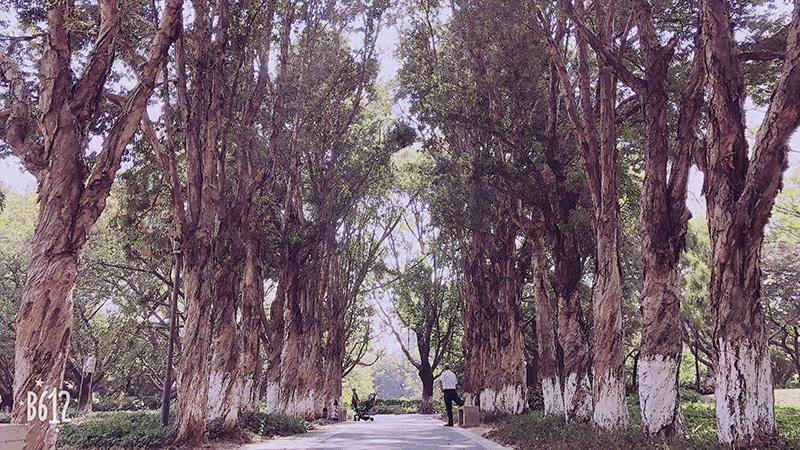 角度|宝安这些地方,能让你一秒爱上跑步!