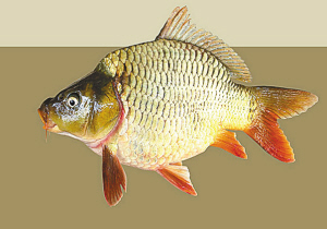 来肇庆端州旅游去哪玩,去肇庆市旅游带什么手信