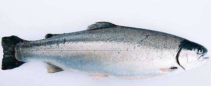 日料店现在的状况,日料店赚不赚钱舒服不