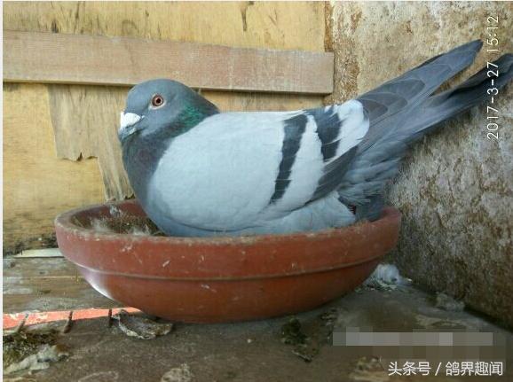 造成种鸽不下蛋的因素有哪些,母鸡不产蛋原因及解决方法