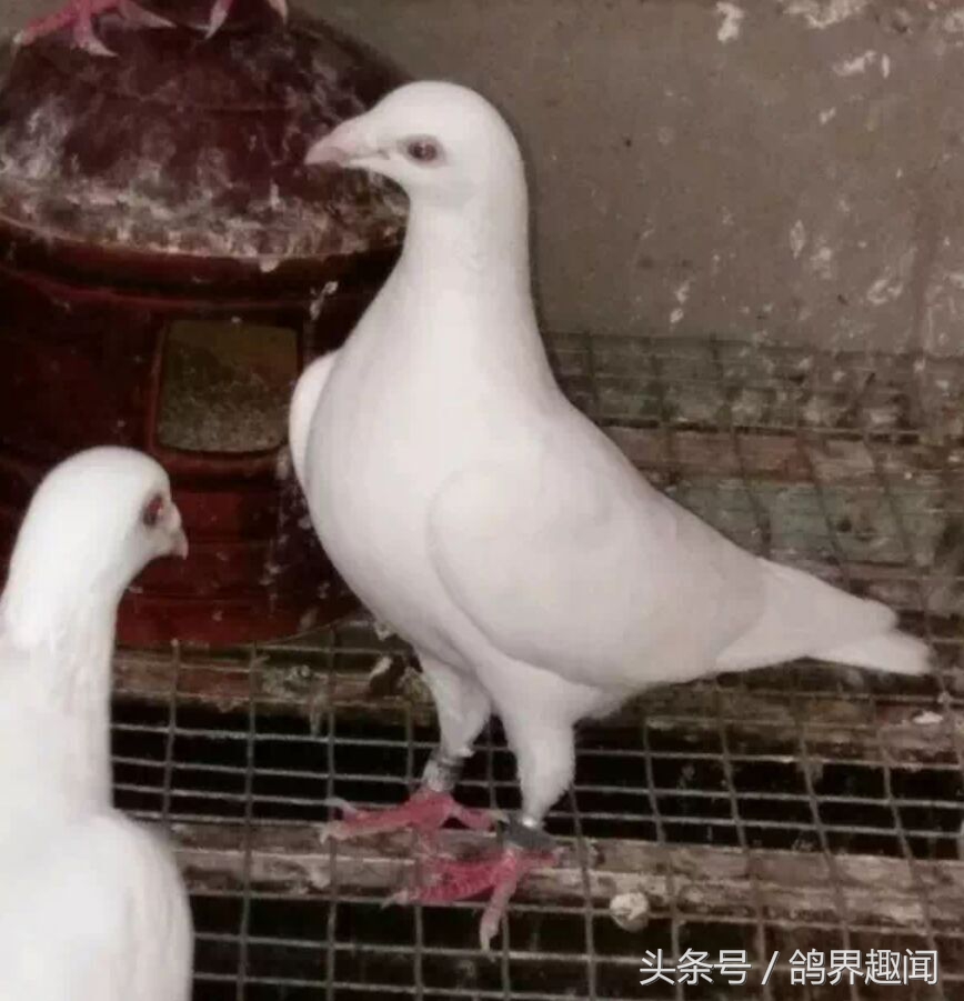 造成种鸽不下蛋的因素有哪些,母鸡不产蛋原因及解决方法