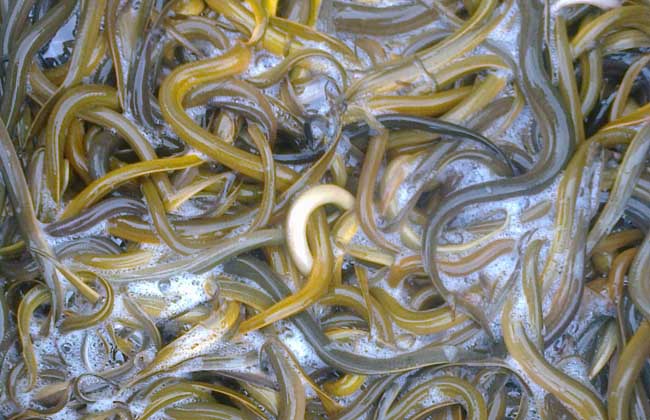 防治黄鳝疾病用什么药,治疗黄鳝病的药