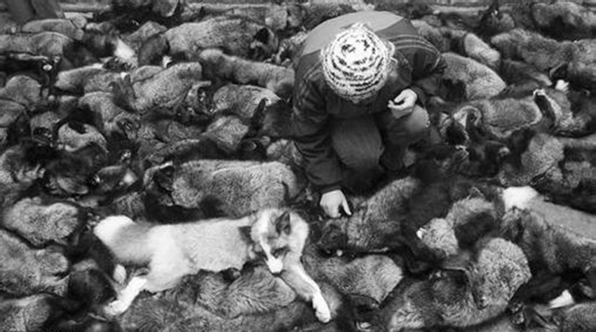 尼布楚条约，中国看似赢了，其实吃了大亏，很多人都没想到