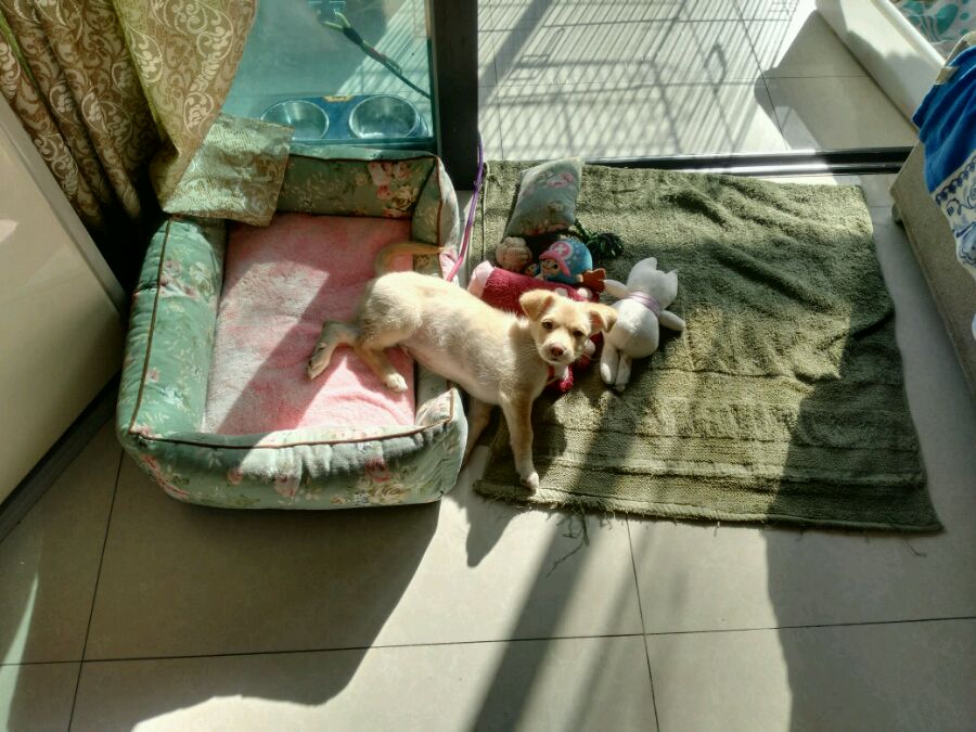 得了细小的狗狗治愈后,小土狗得了细小见到主人摇尾巴