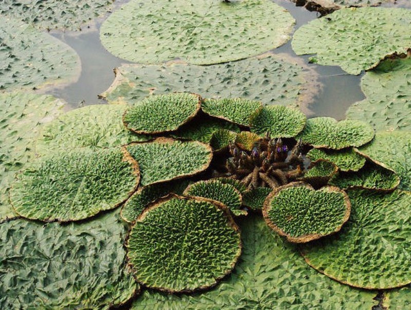 来肇庆端州旅游去哪玩,去肇庆市旅游带什么手信