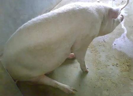 猪突然站不起来了找准原因再治疗,猪突然站不起来还呕吐该用什么药