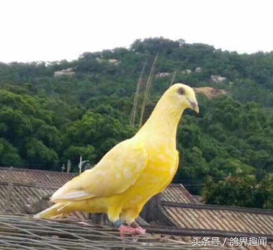 造成种鸽不下蛋的因素有哪些,母鸡不产蛋原因及解决方法