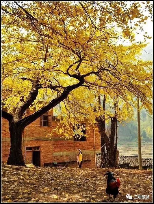 厦沙复线三明段,最新厦沙高速全线通车