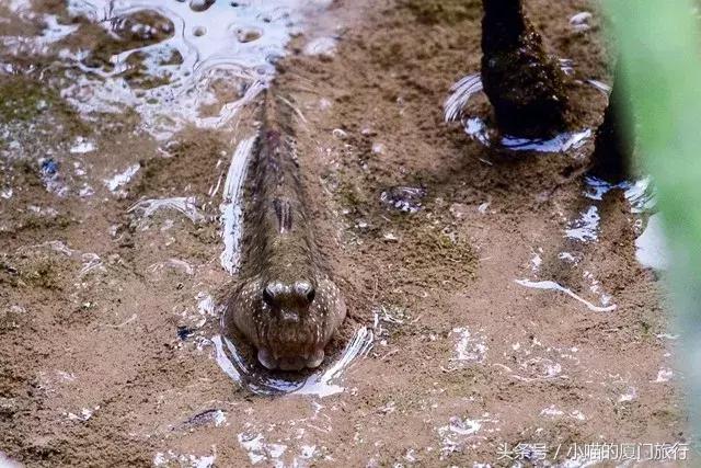 为漳州云霄美食打call,云霄食百味