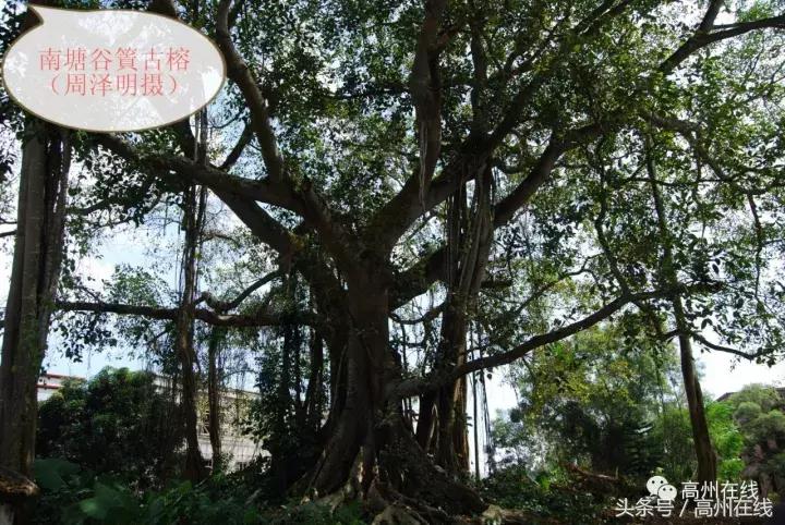 高州南塘镇风景,茂名高州农村田野风景