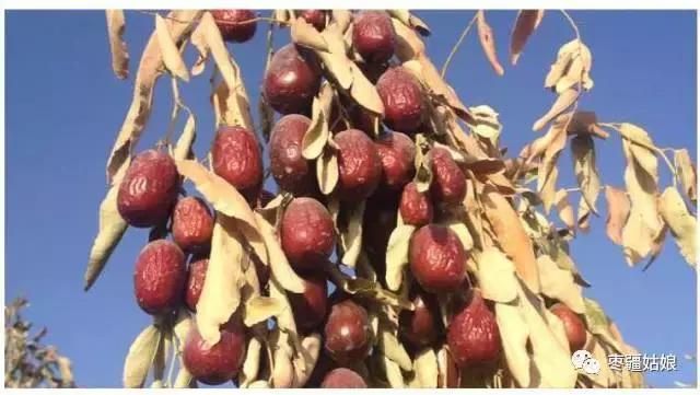 红枣期货最新价格走势,影响苹果价格的因素