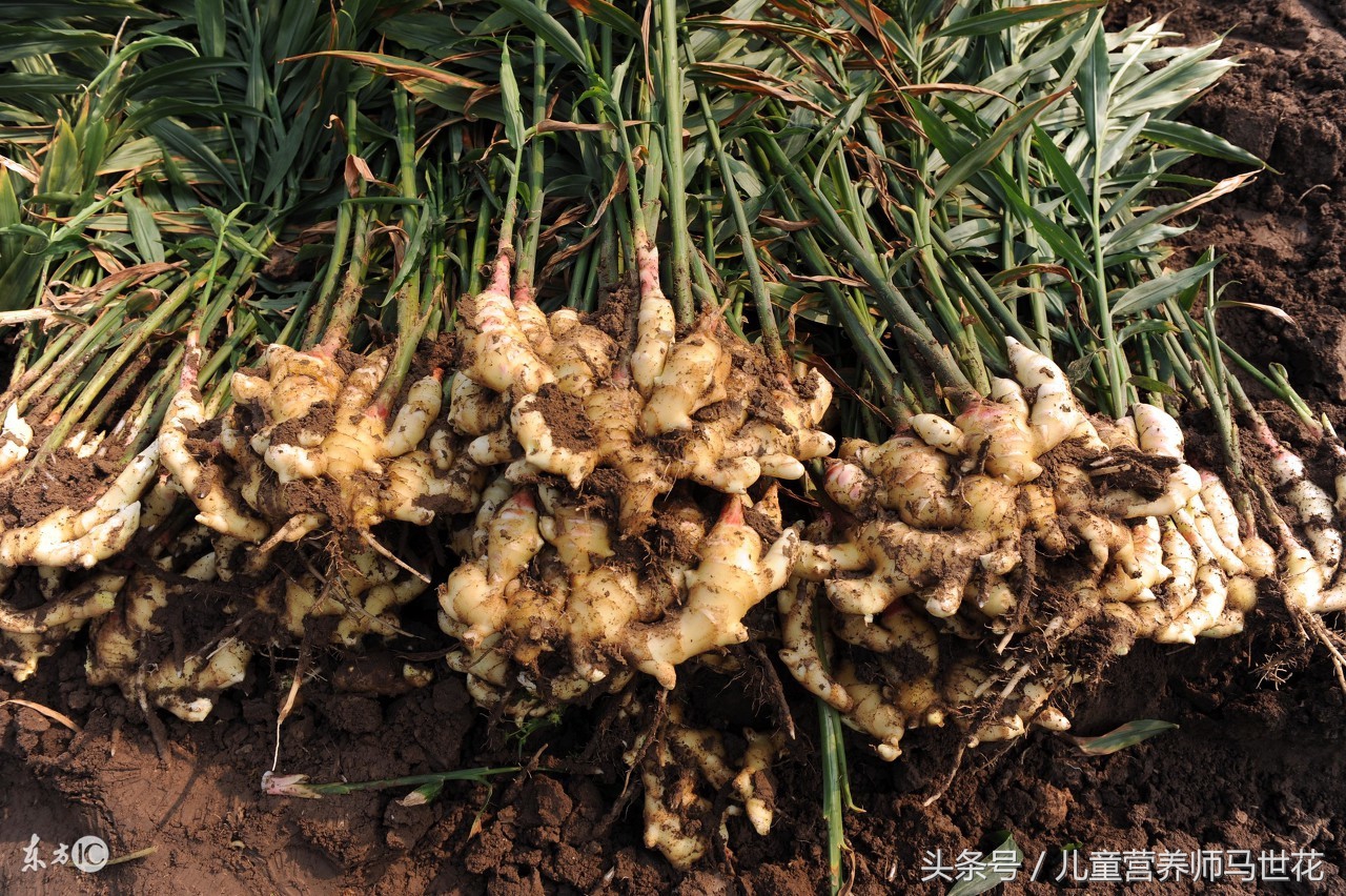 生姜会刺激咳嗽吗,生姜易引起上火吗