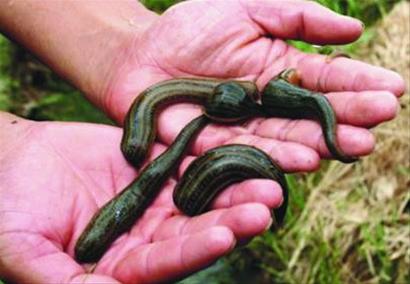 最挣钱的养殖业养殖什么不愁销路,穷人养殖什么最挣钱新型养殖业