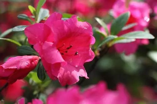 杜鹃花闷根怎么办,杜鹃花冻死怎么救活