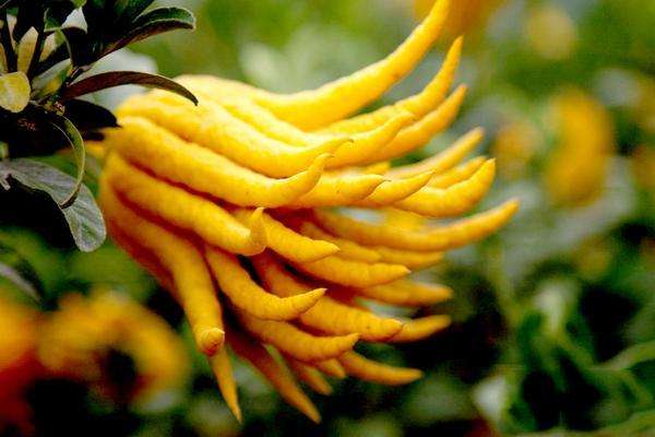 佛手柑|我自拈花笑，清风徐徐来