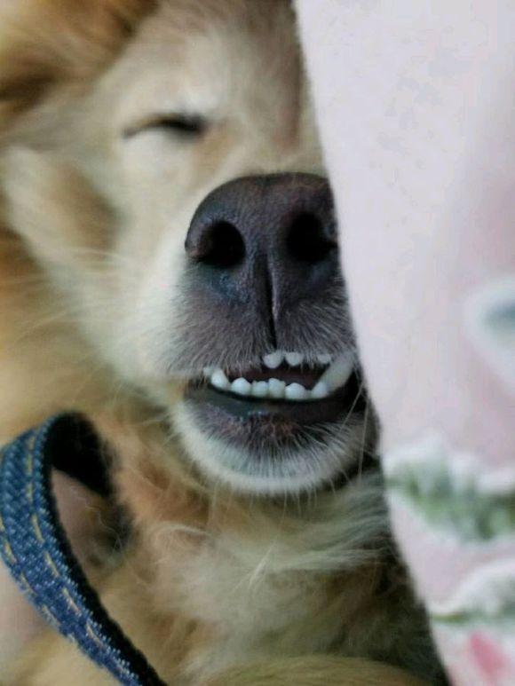 捡回来的流浪狗生病了,宠物医院说是我家狗狗得了胰腺炎