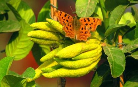 佛手柑|我自拈花笑，清风徐徐来