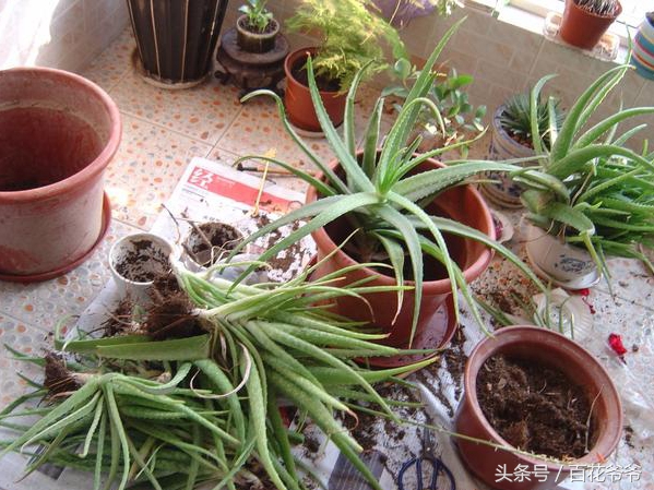 阳台上养芦荟对人有什么好处呢,芦荟养到家里风水好吗