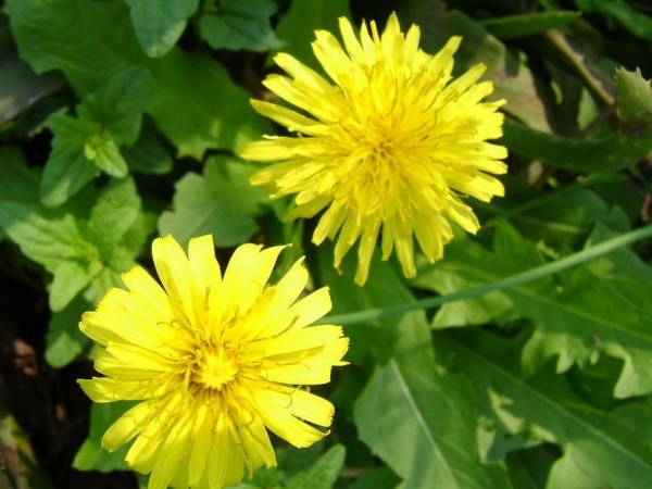 农村常吃的七种野菜,农村常见的60种野菜及功效