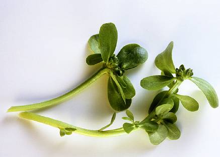 农村常吃的七种野菜,农村常见的60种野菜及功效