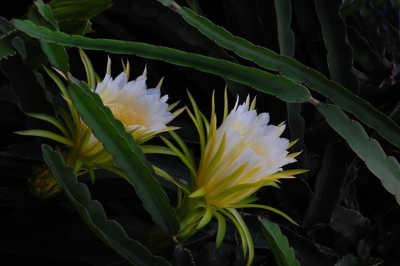 来肇庆端州旅游去哪玩,去肇庆市旅游带什么手信