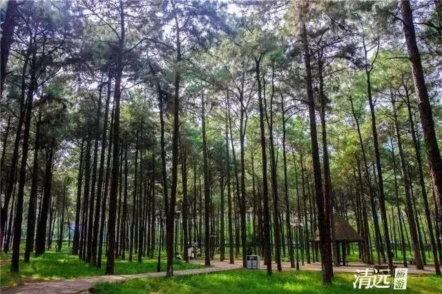 来清远必须要打卡的几个地方,清远市区可以逛的地方