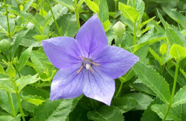 农村常吃的七种野菜,农村常见的60种野菜及功效