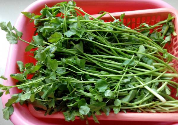 农村常吃的七种野菜,农村常见的60种野菜及功效