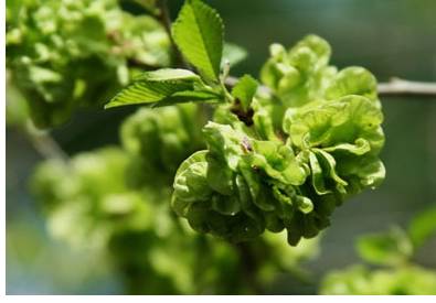 农村常吃的七种野菜,农村常见的60种野菜及功效