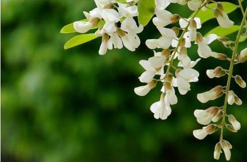 农村常吃的七种野菜,农村常见的60种野菜及功效