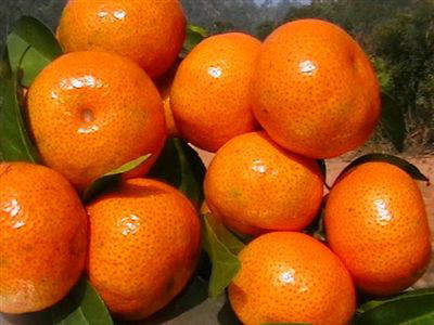 来肇庆端州旅游去哪玩,去肇庆市旅游带什么手信