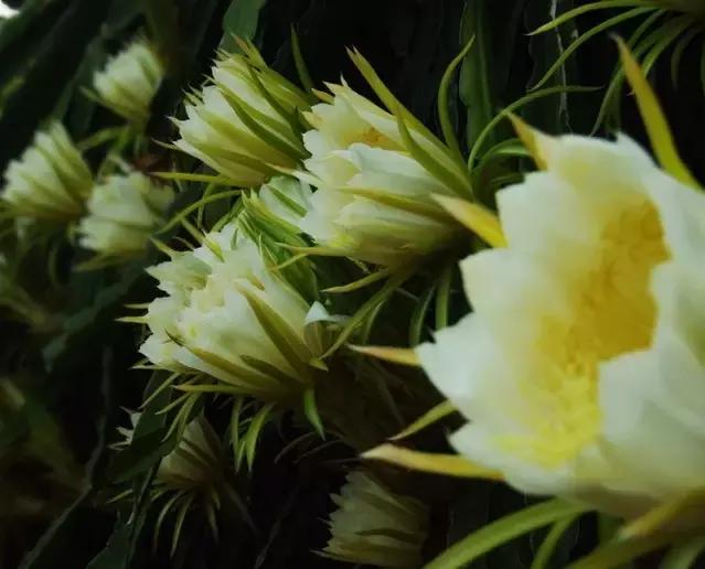 来肇庆端州旅游去哪玩,去肇庆市旅游带什么手信