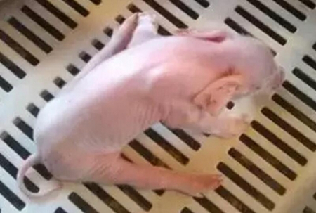 猪突然站不起来了找准原因再治疗,猪突然站不起来还呕吐该用什么药