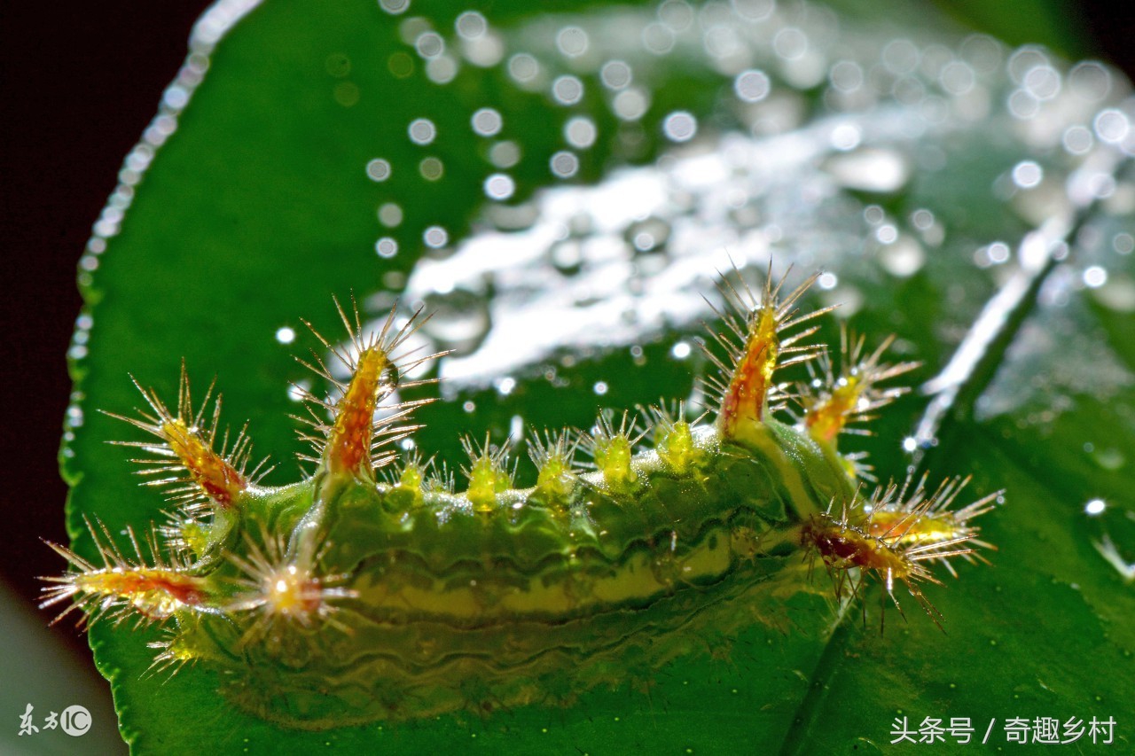 有一种虫子叫洋辣子咬了人怎么办,洋辣子蛰后注意事项