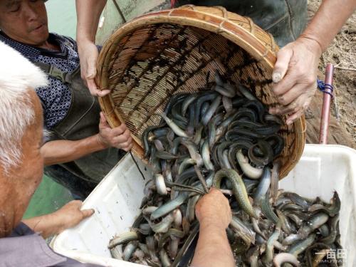 女子养泥鳅一年赚8000万,90后小伙2万元养泥鳅