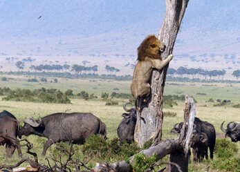 每日一个冷知识,每日一冷的十大知识