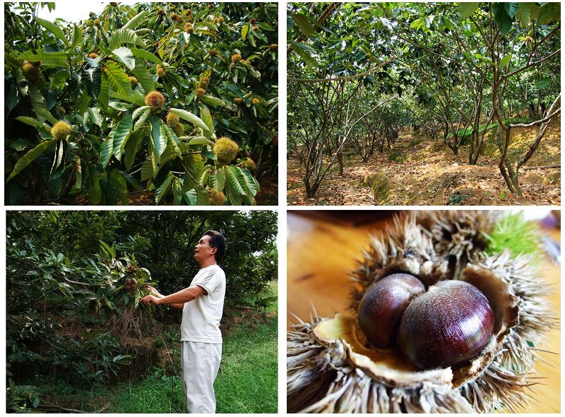 来肇庆端州旅游去哪玩,去肇庆市旅游带什么手信