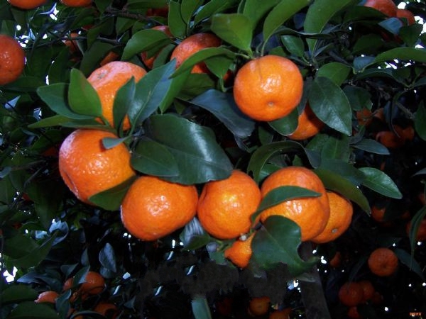 来肇庆端州旅游去哪玩,去肇庆市旅游带什么手信