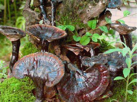 植物风水知识大全,植物风水学基础知识