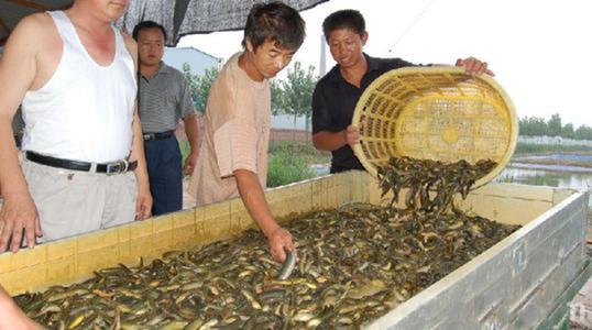 女子养泥鳅一年赚8000万,90后小伙2万元养泥鳅