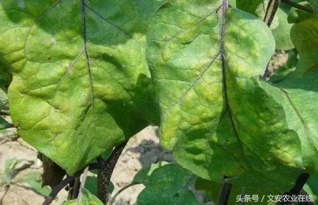 茄子的种植和管理及病虫害的防治,茄子蚜虫