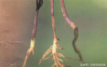 茄子的种植和管理及病虫害的防治,茄子蚜虫