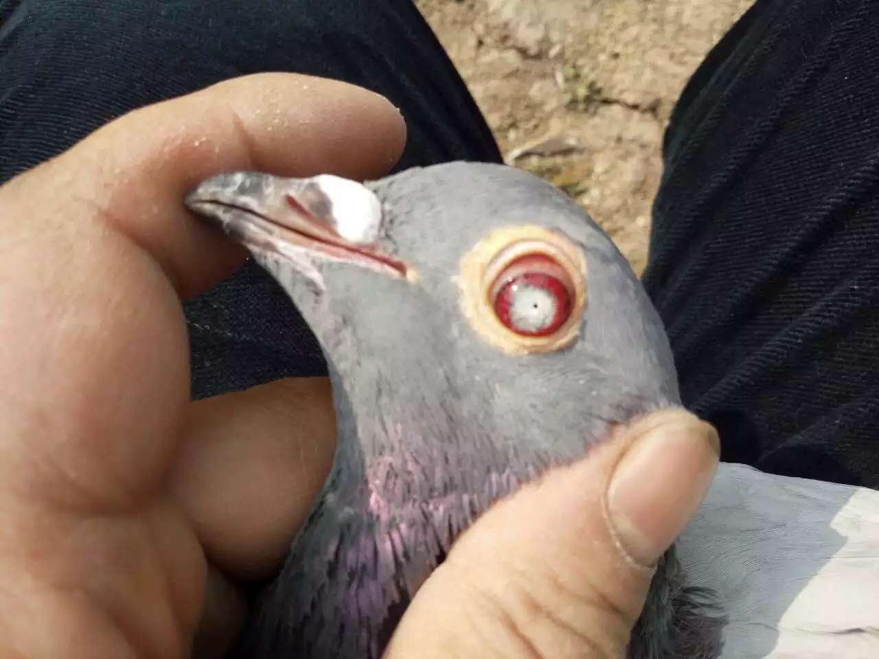 信鸽怎么出好幼鸽,鸽子冬季可以繁殖吗