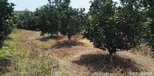 大雪—冬至：补钙预防霜冻果，补硼锌促进花芽分