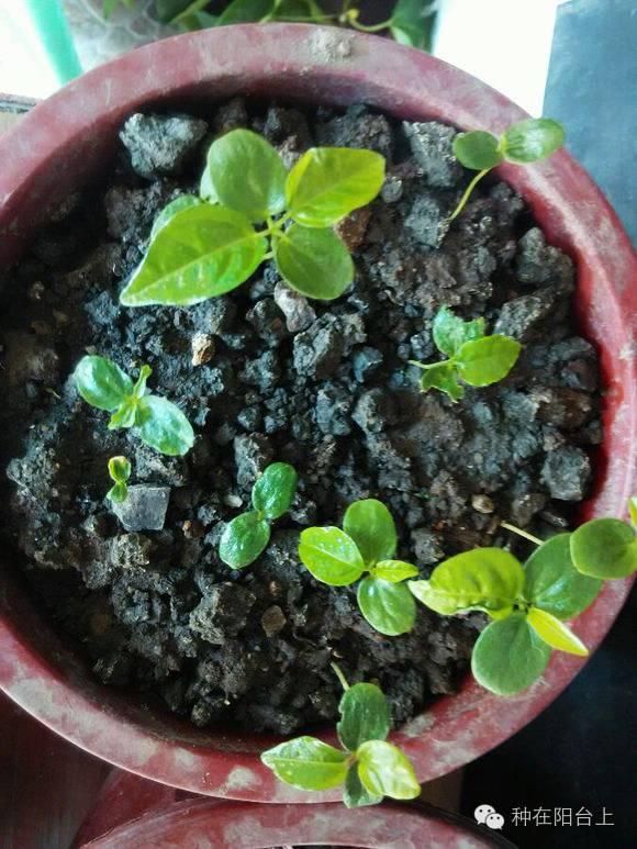 如何用各种水果的种子种植水果苗,水果种植技术水果苗