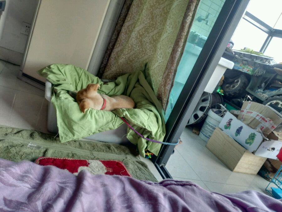 得了细小的狗狗治愈后,小土狗得了细小见到主人摇尾巴