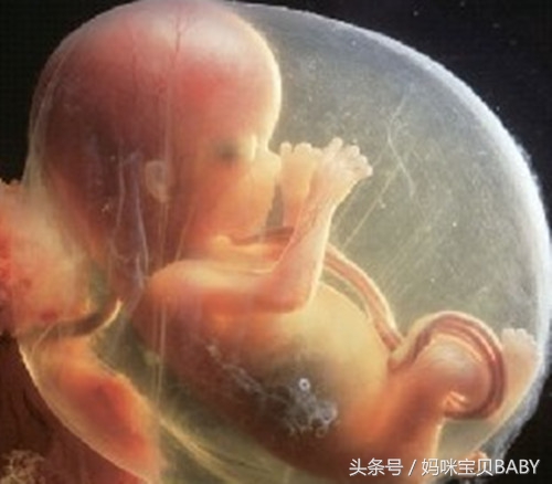 怀孕第10个月宝宝长什么样,怀孕第12周胎儿长什么样子