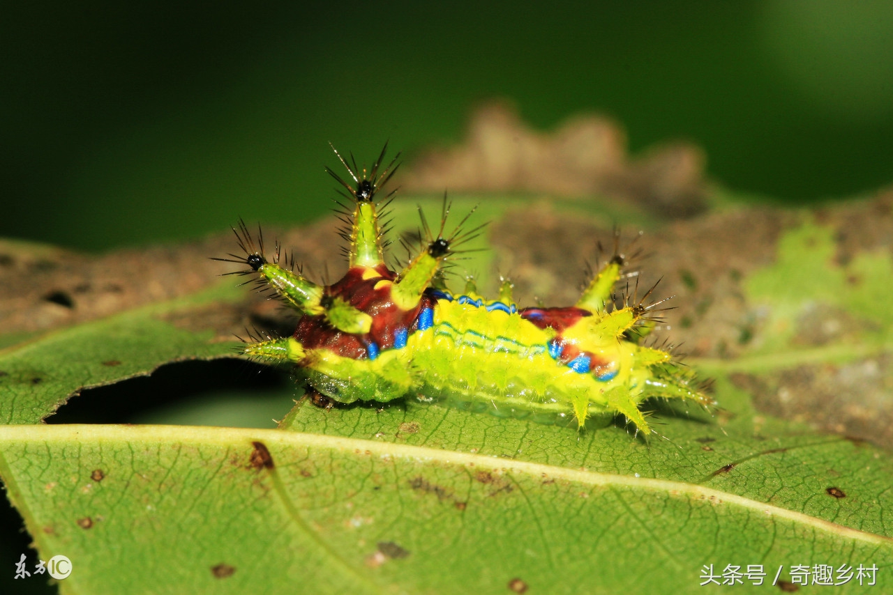 有一种虫子叫洋辣子咬了人怎么办,洋辣子蛰后注意事项