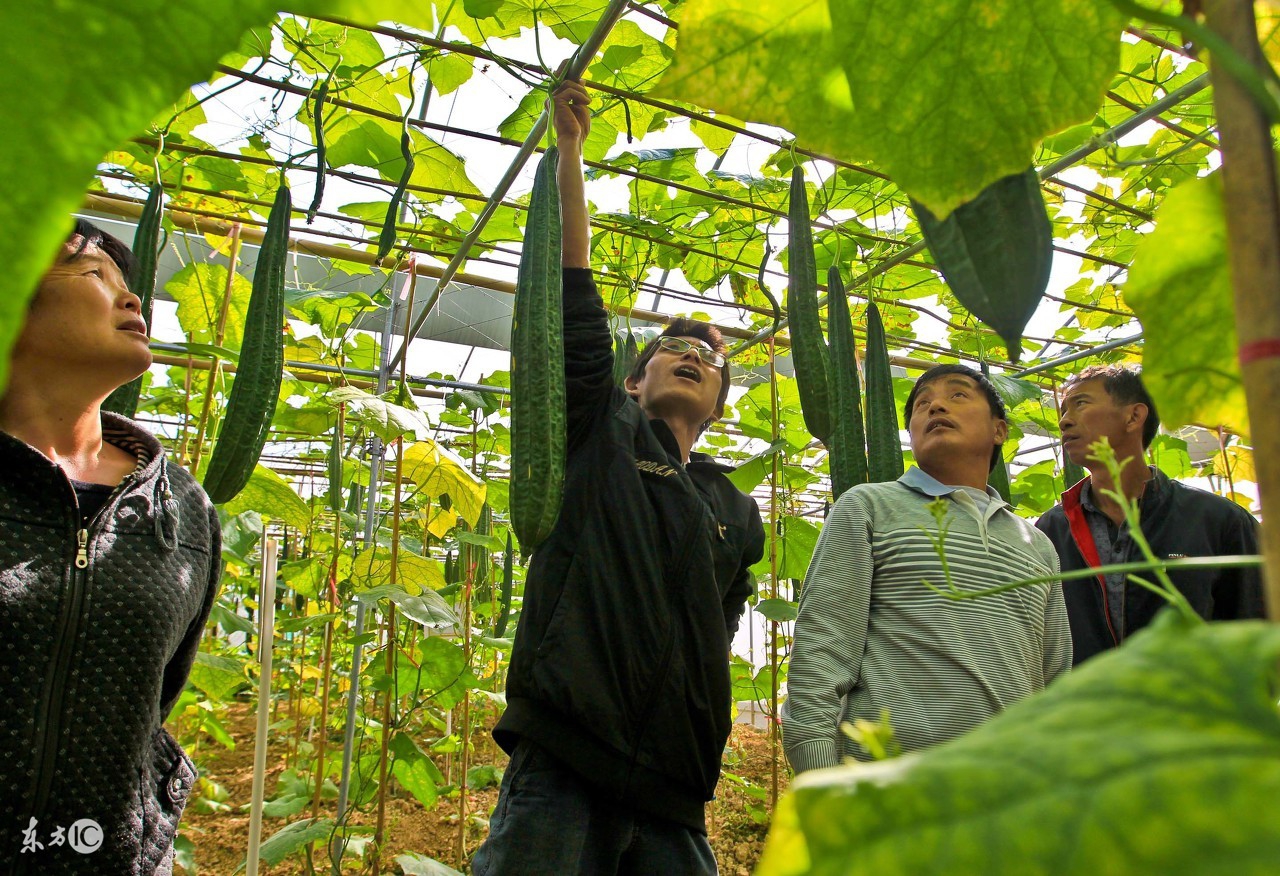 岛国国家耕地很少,却在农业上名列前茅,看日本农业的10大亮点!